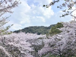 糸島加布里公園の桜