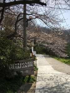 2020年の篠山公園の桜
