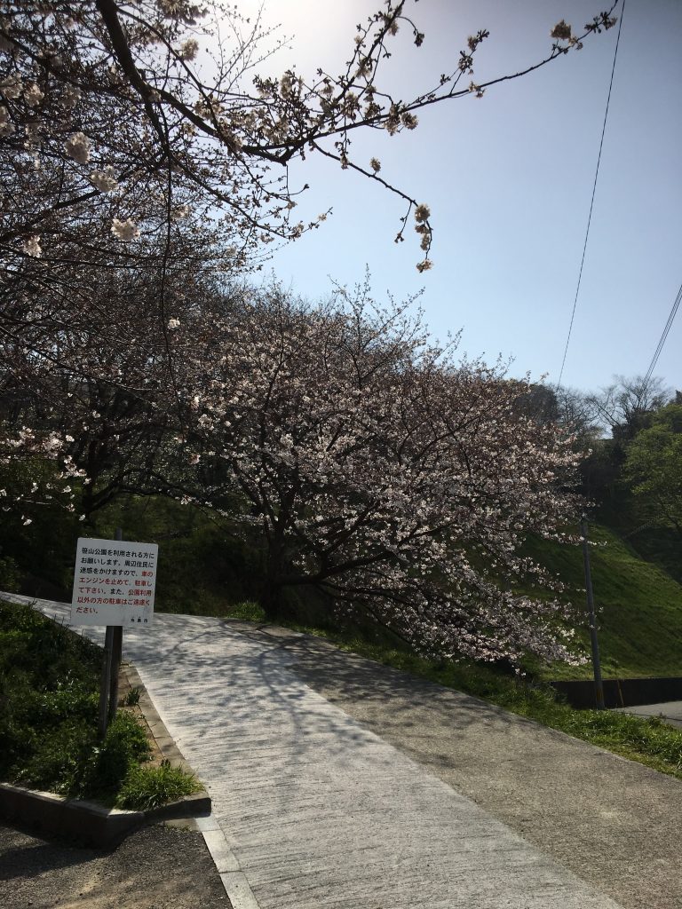 篠山公園の桜