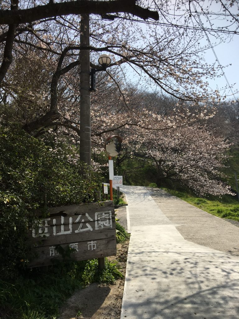 篠山公園の桜