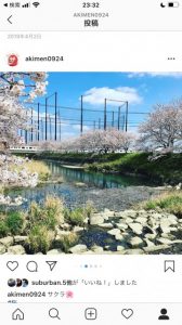 池田川沿いの電車と桜