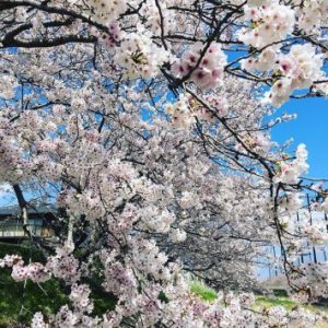 糸島の池田川沿いの桜