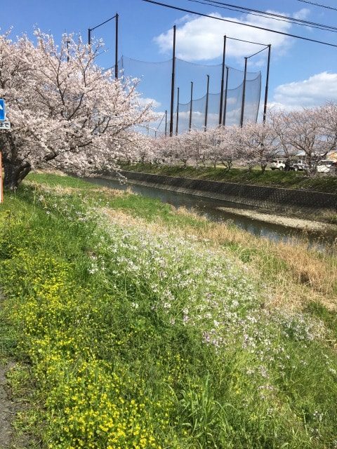 池田川沿いの桜