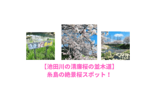 池田川の清廉桜の並木道のアイキャッチ画像